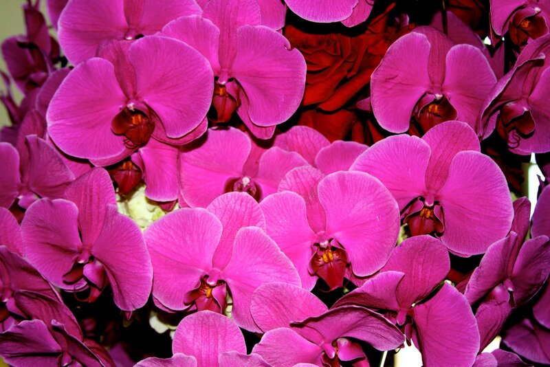 Purple Orchid Flowers — Magenta, Vibrant