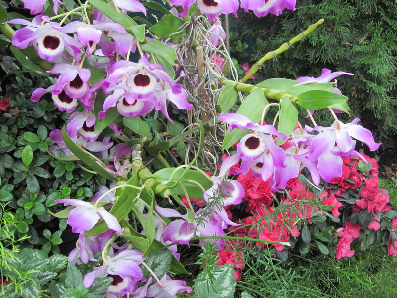 Purple Orchid Flowers — Natural, Afternoon, Photograph