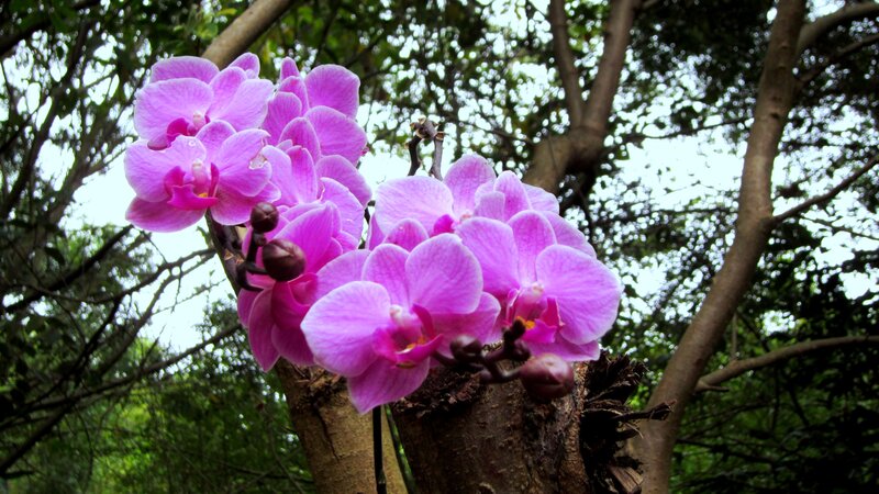 Purple Orchid Flowers — Natural, Afternoon