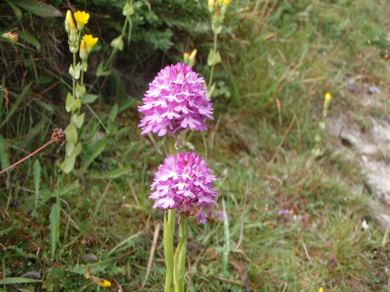 Purple Orchid Flowers — Natural, Morning