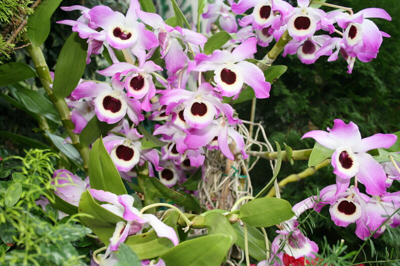 Purple Orchid Flowers — Natural, Photograph, Green Leaves, Flowering Plant
