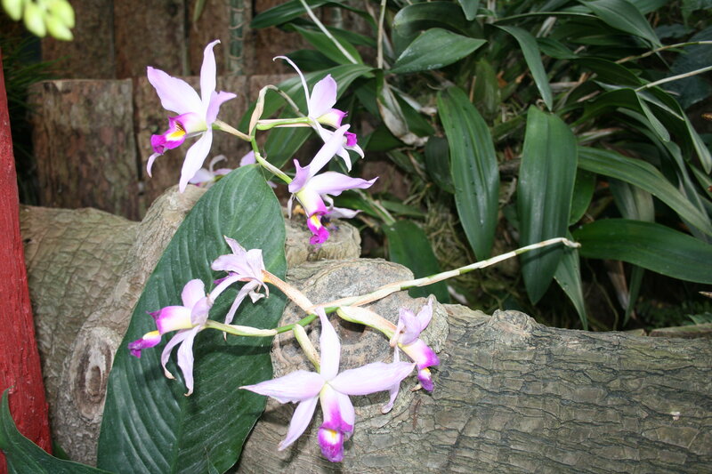Purple Orchid Flowers — Natural, Photograph, Leaves