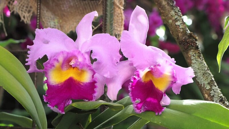 Purple Orchid Flowers — Natural, Photograph, Leaves, Tree Branch