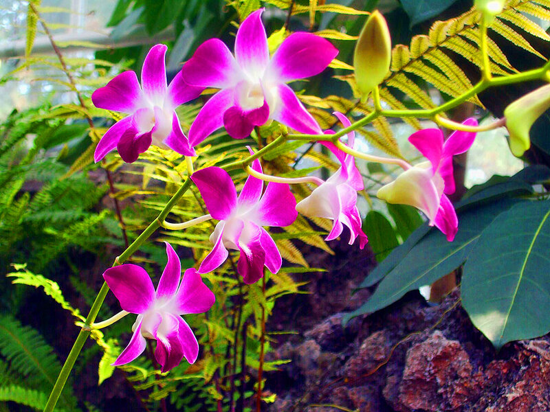 Purple Orchid Flowers — Natural, Photograph
