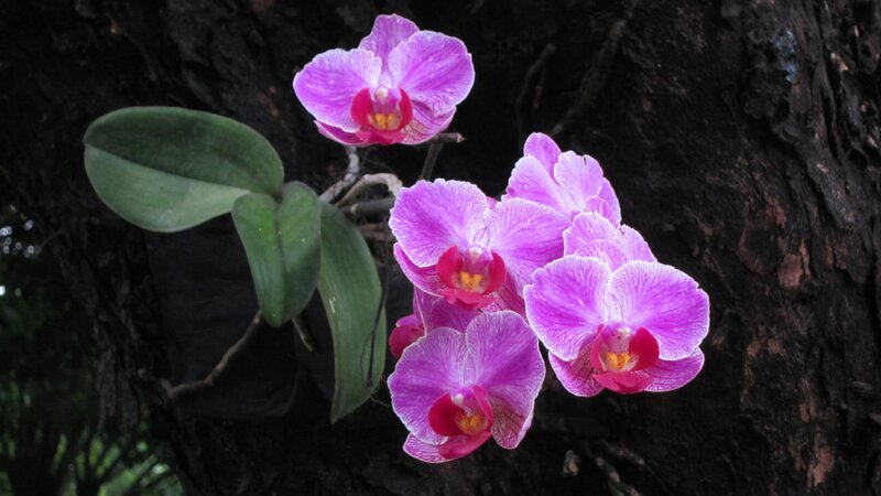 Purple Orchid Flowers — Natural, Photograph, Tree Trunk