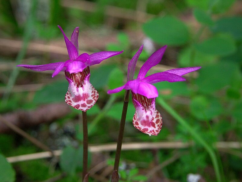 Purple Orchid Flowers — Natural, Spring