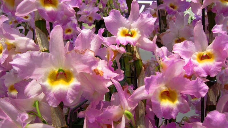 Purple Orchid Flowers — Pink, Calm, Afternoon