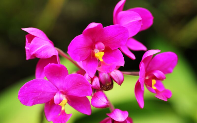 Purple Orchid Flowers — Pink, Calm, Photograph, Green Leaves