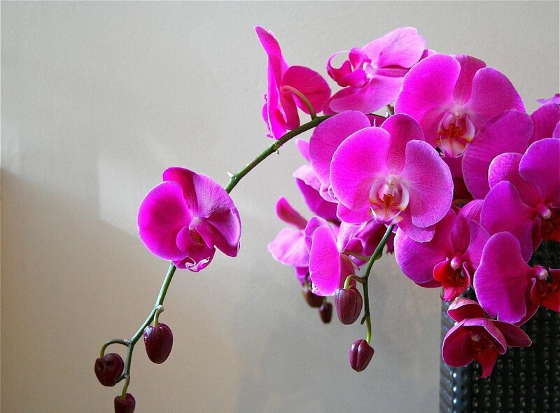 Purple Orchid Flowers — Pink, Calm, Photograph, Vase