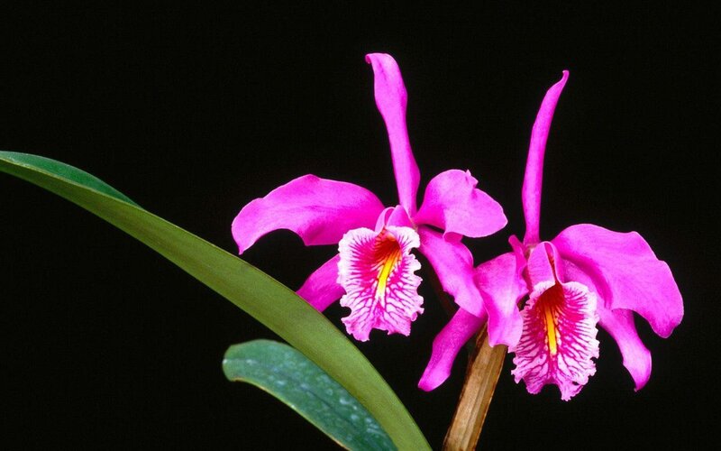 Purple Orchid Flowers — Pink, Dramatic, Photograph, Green Leaves