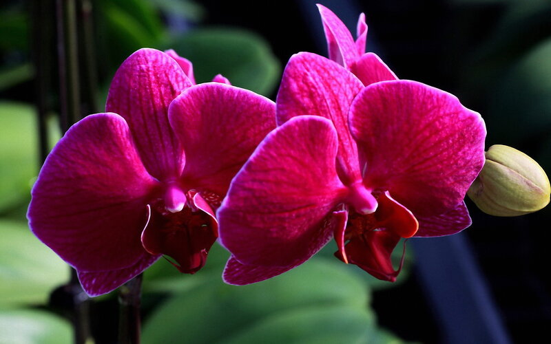 Purple Orchid Flowers — Pink, Dramatic