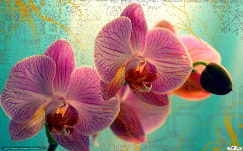 Purple Orchid Flowers — Pink, Dreamy, Digital Art, Flower