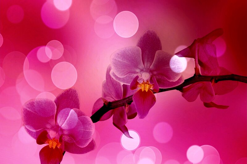 Purple Orchid Flowers — Pink, Dreamy