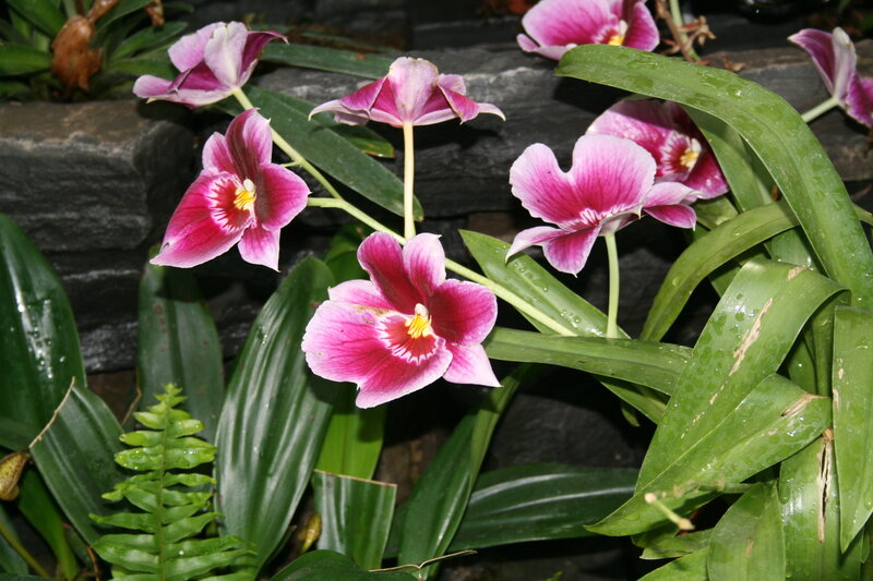 Purple Orchid Flowers — Pink, Natural, Photograph