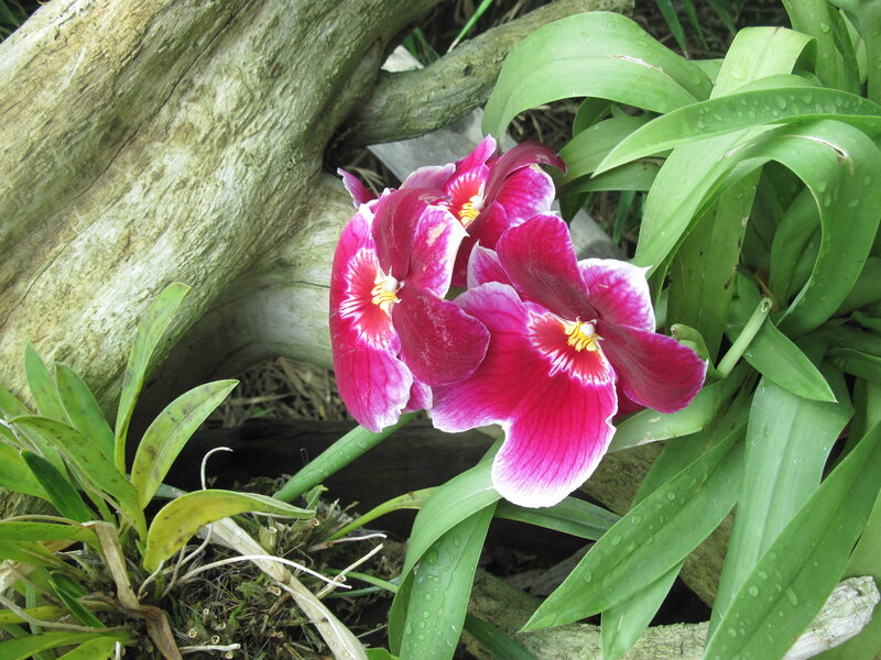 Purple Orchid Flowers — Pink, Natural, Photograph, Tree Trunk