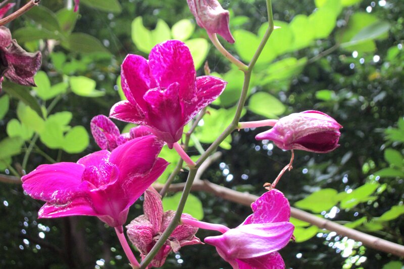 Purple Orchid Flowers — Pink, Natural