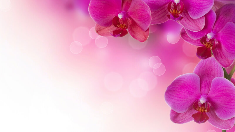 Purple Orchid Flowers — Pink, Serene, Photograph, Bokeh