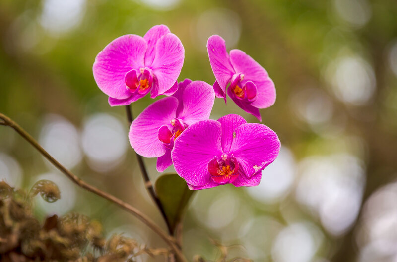 Purple Orchid Flowers — Pink, Serene, Photograph, Flower, Stem, Leaf