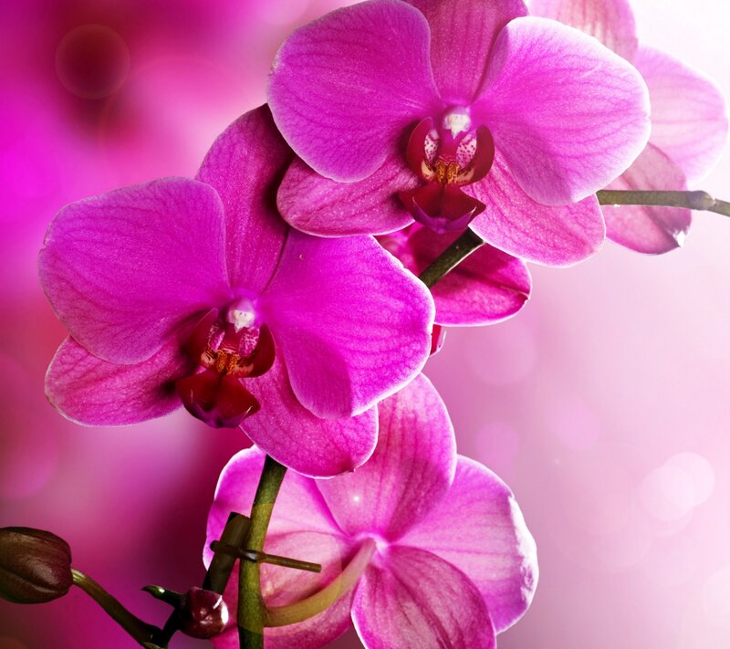 Purple Orchid Flowers — Pink, Serene, Photograph, Flower, Stem