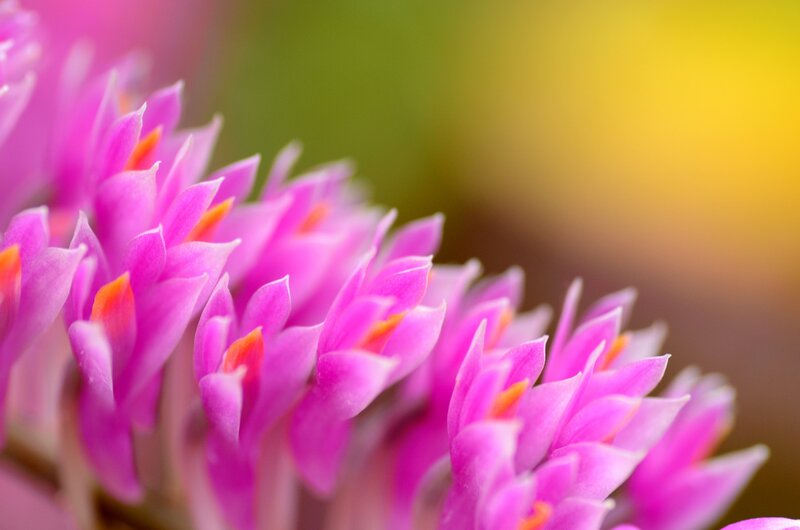 Purple Orchid Flowers — Pink, Serene, Photograph, Petals