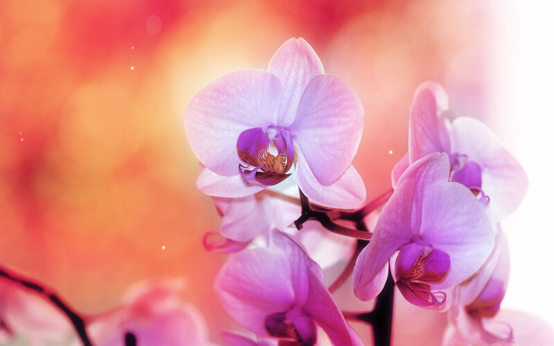 Purple Orchid Flowers — Pink, Serene, Photograph, Stem