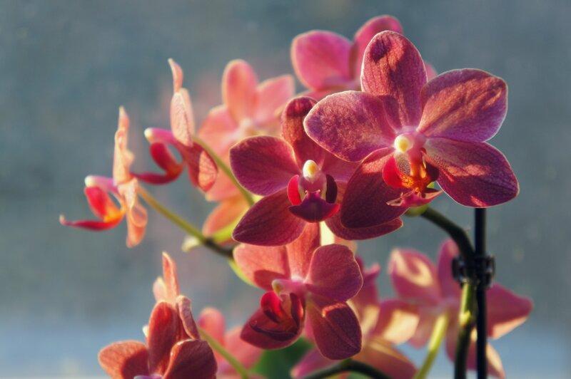 Purple Orchid Flowers — Pink, Serene, Sunset