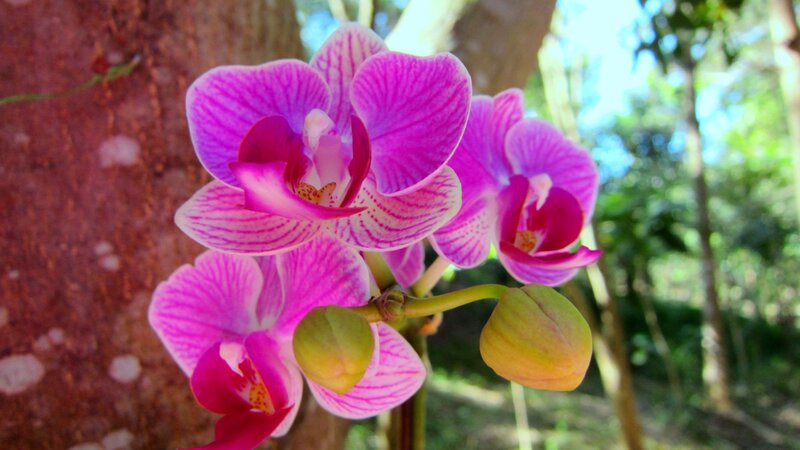Purple Orchid Flowers — Pink, Serene