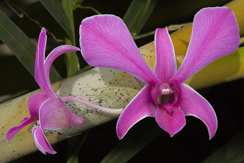 Purple Orchid Flowers — Pink