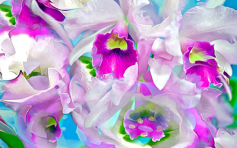 Purple Orchid Flowers — Pink, Vibrant, Digital Art, Petals