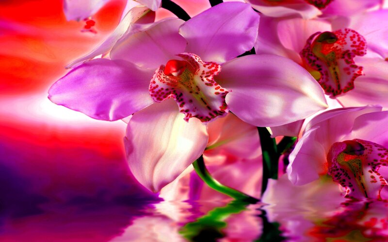 Purple Orchid Flowers — Pink, Vibrant, Photograph, Reflection, Stem