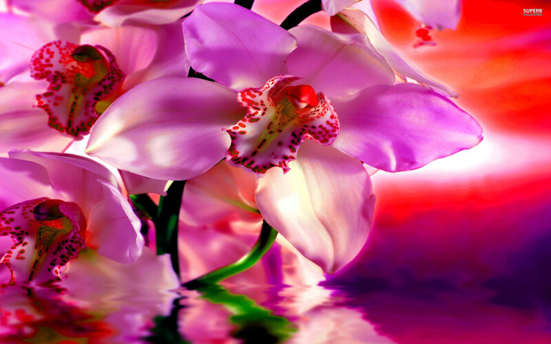 Purple Orchid Flowers — Pink, Vibrant, Photograph, Reflection