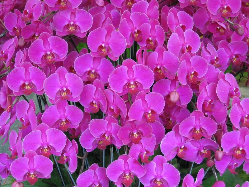 Purple Orchid Flowers — Pink, Vibrant