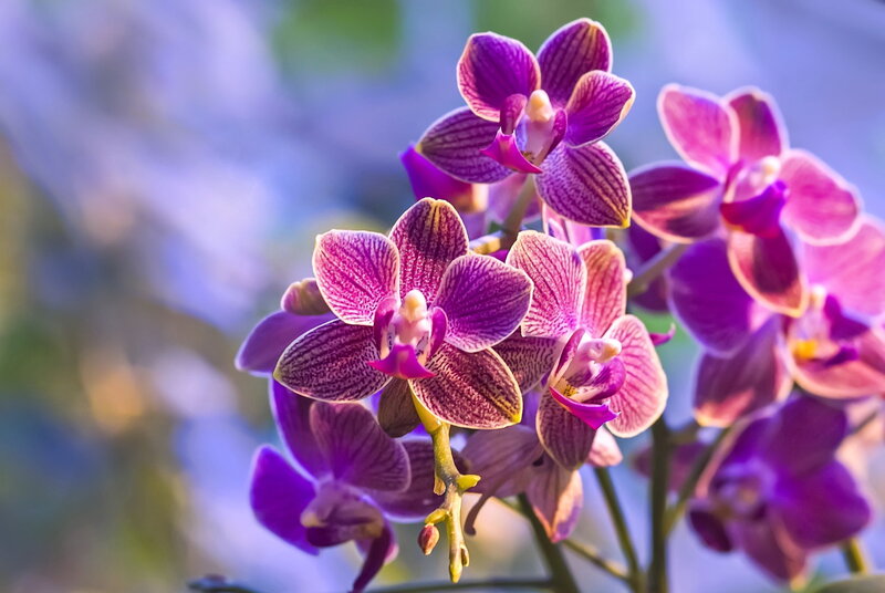 Purple Orchid Flowers — Serene, Afternoon, Photograph, Bloom, Stem