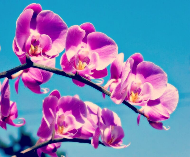 Purple Orchid Flowers — Serene, Afternoon, Photograph, Branch, Sky