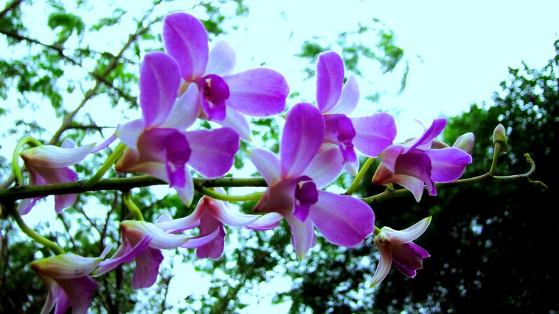 Purple Orchid Flowers — Serene, Afternoon, Photograph, Branches