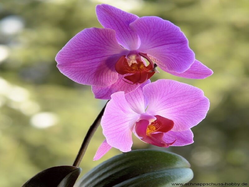 Purple Orchid Flowers — Serene, Afternoon, Photograph, Flower, Leaf