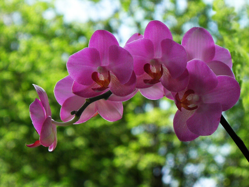 Purple Orchid Flowers — Serene, Afternoon, Photograph, Flower
