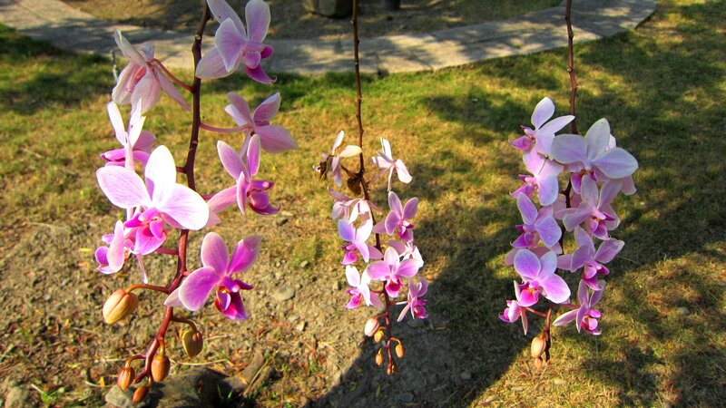 Purple Orchid Flowers — Serene, Afternoon, Photograph, Grass