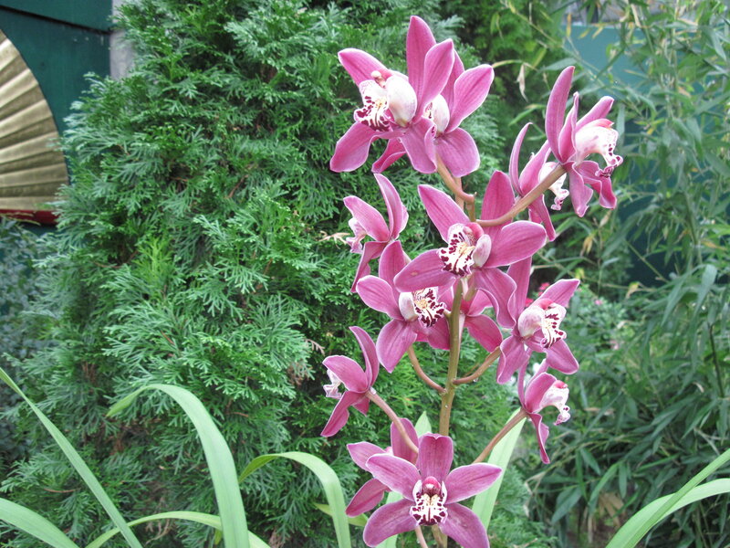 Purple Orchid Flowers — Serene, Afternoon, Photograph, Green Shrub