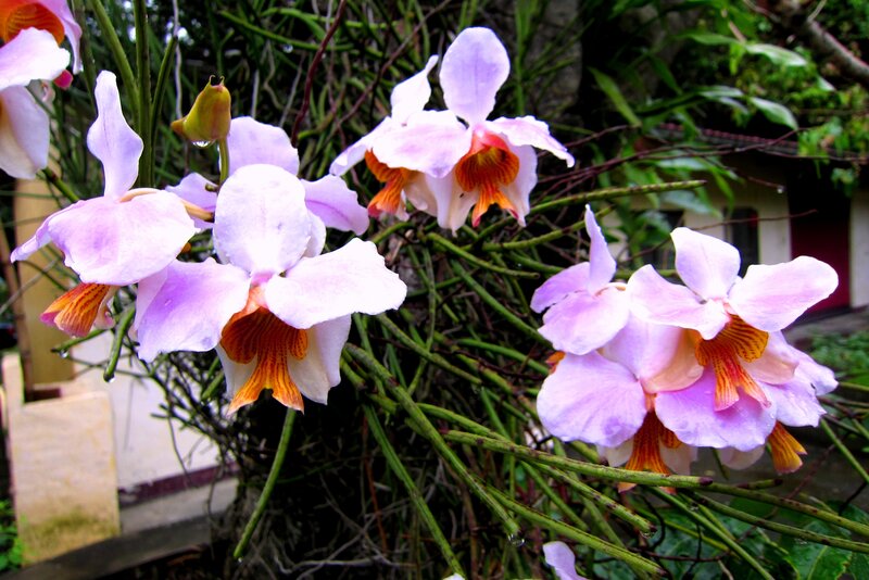 Purple Orchid Flowers — Serene, Afternoon, Photograph, Green Stems