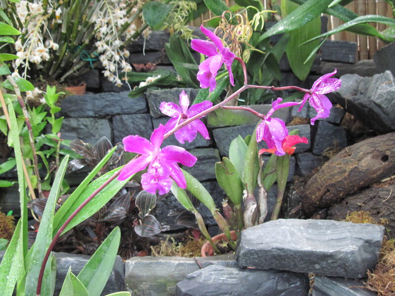 Purple Orchid Flowers — Serene, Afternoon, Photograph, Rocks