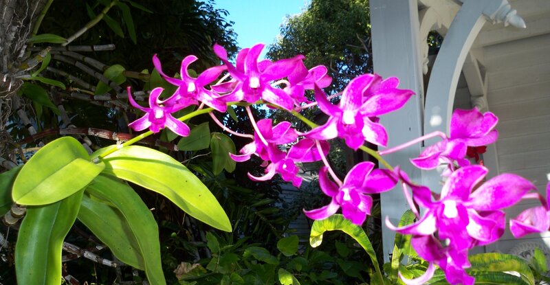 Purple Orchid Flowers — Serene, Afternoon, Photograph