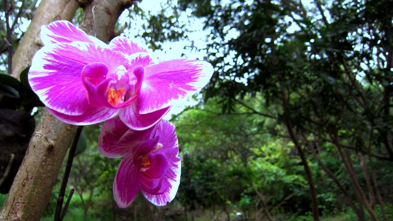 Purple Orchid Flowers — Serene, Afternoon, Photograph, Tree Trunk