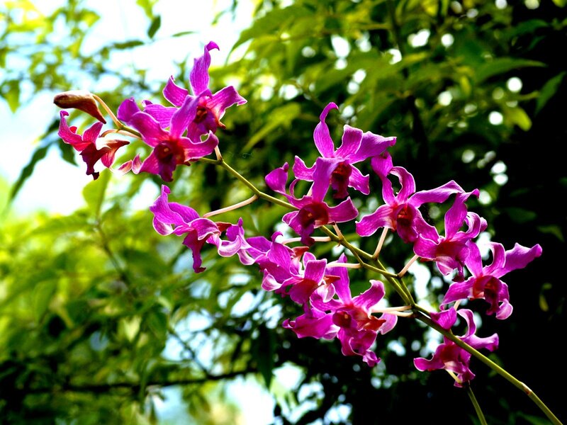 Purple Orchid Flowers — Serene, Afternoon