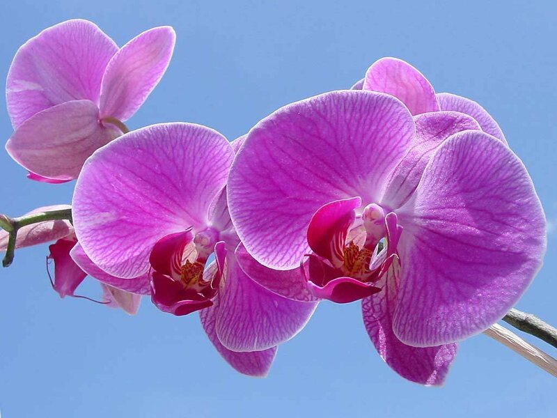 Purple Orchid Flowers — Serene, Daytime