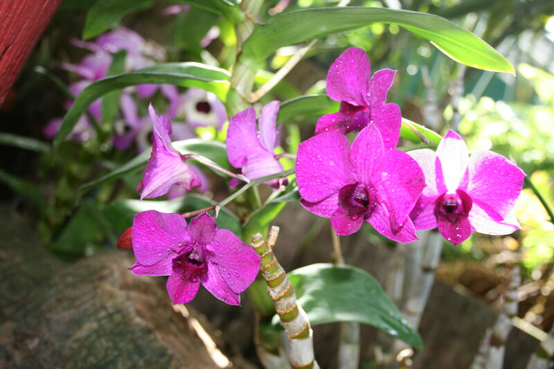 Purple Orchid Flowers — Serene, Morning, Photograph