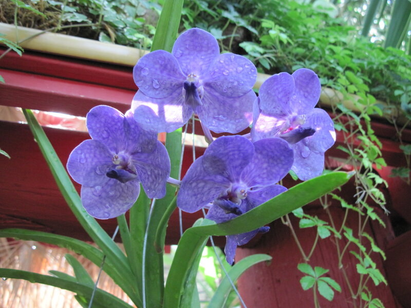 Purple Orchid Flowers — Serene, Morning