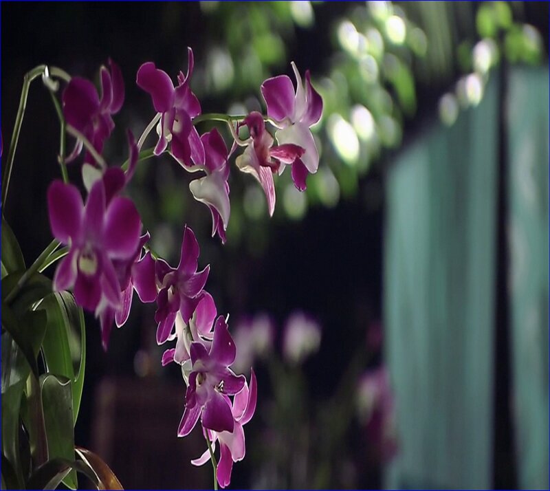 Purple Orchid Flowers — Serene, Night