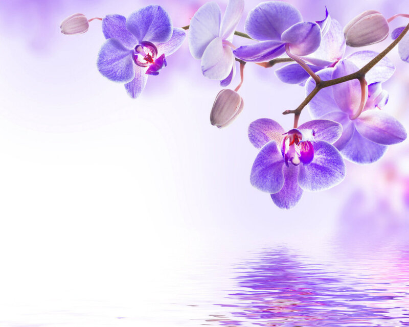 Purple Orchid Flowers — Serene, Photograph, Branch, Water
