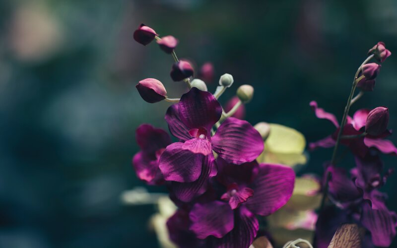 Purple Orchid Flowers — Serene, Photograph, Buds, Leaves